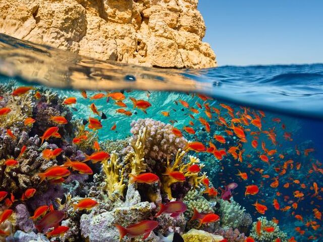 Sharm El Sheikh Turu
